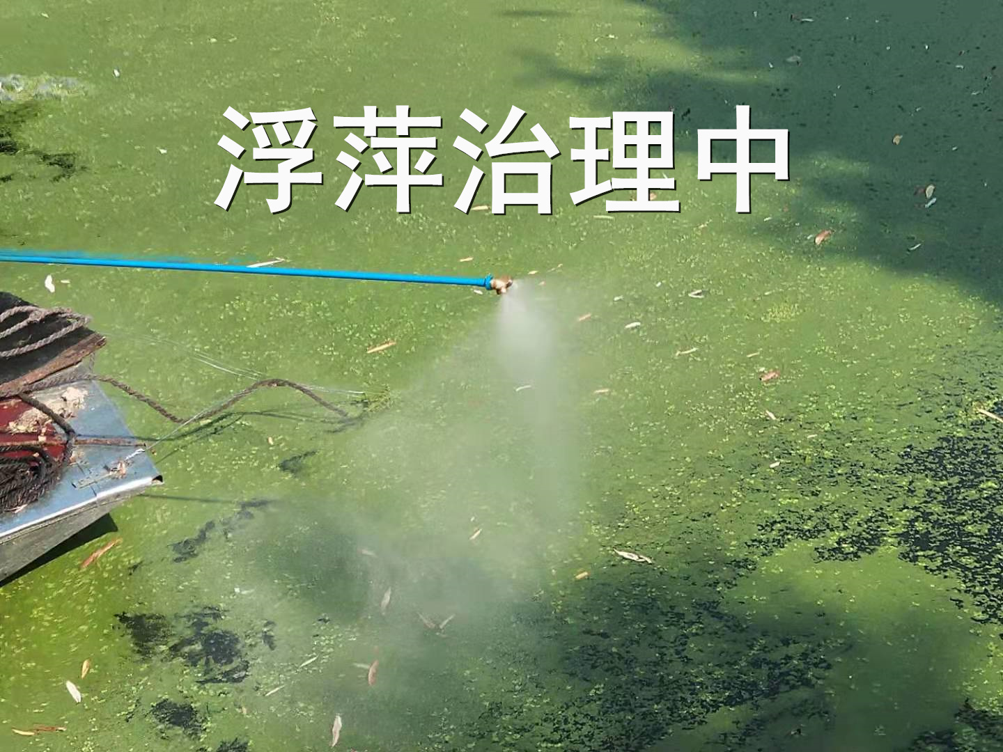 河湖浮萍治理改善水質
