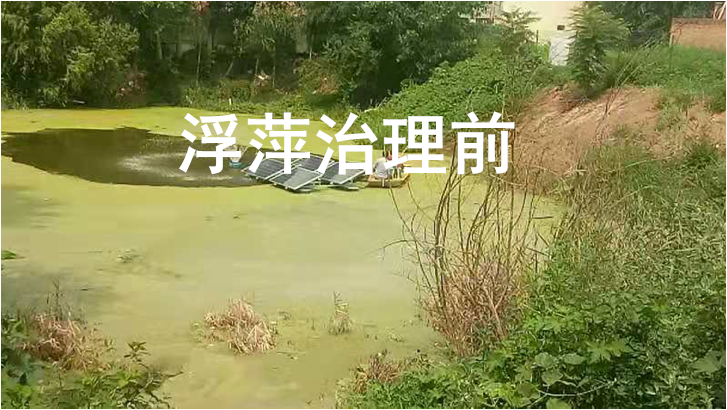 浮萍一潑靈